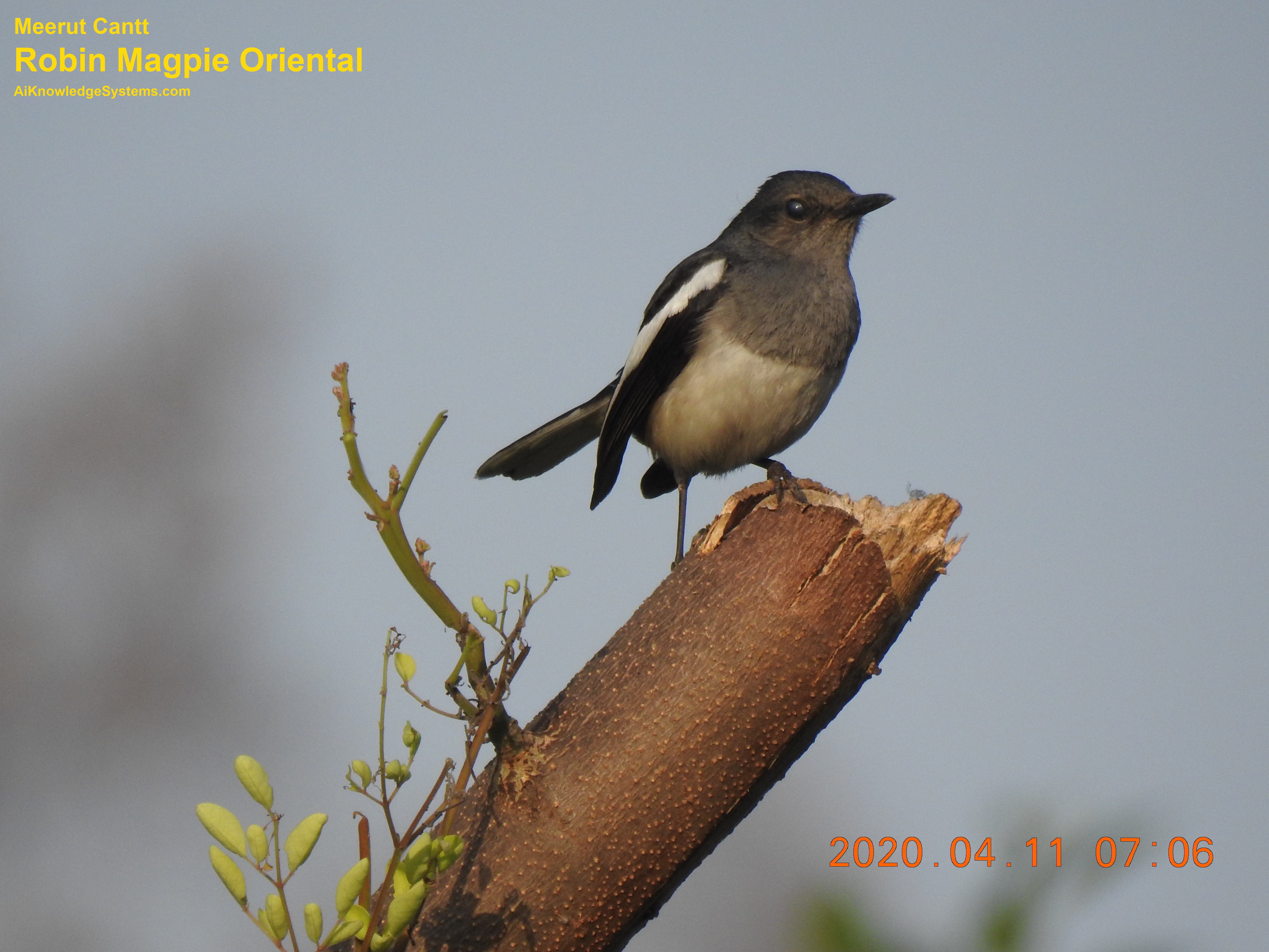 Magpie Robin (120) Coming Soon